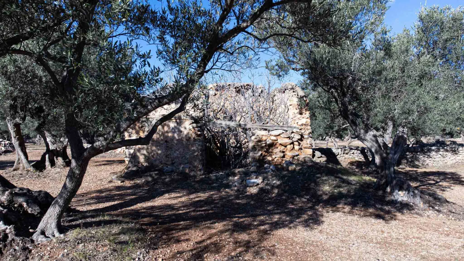 Image 8