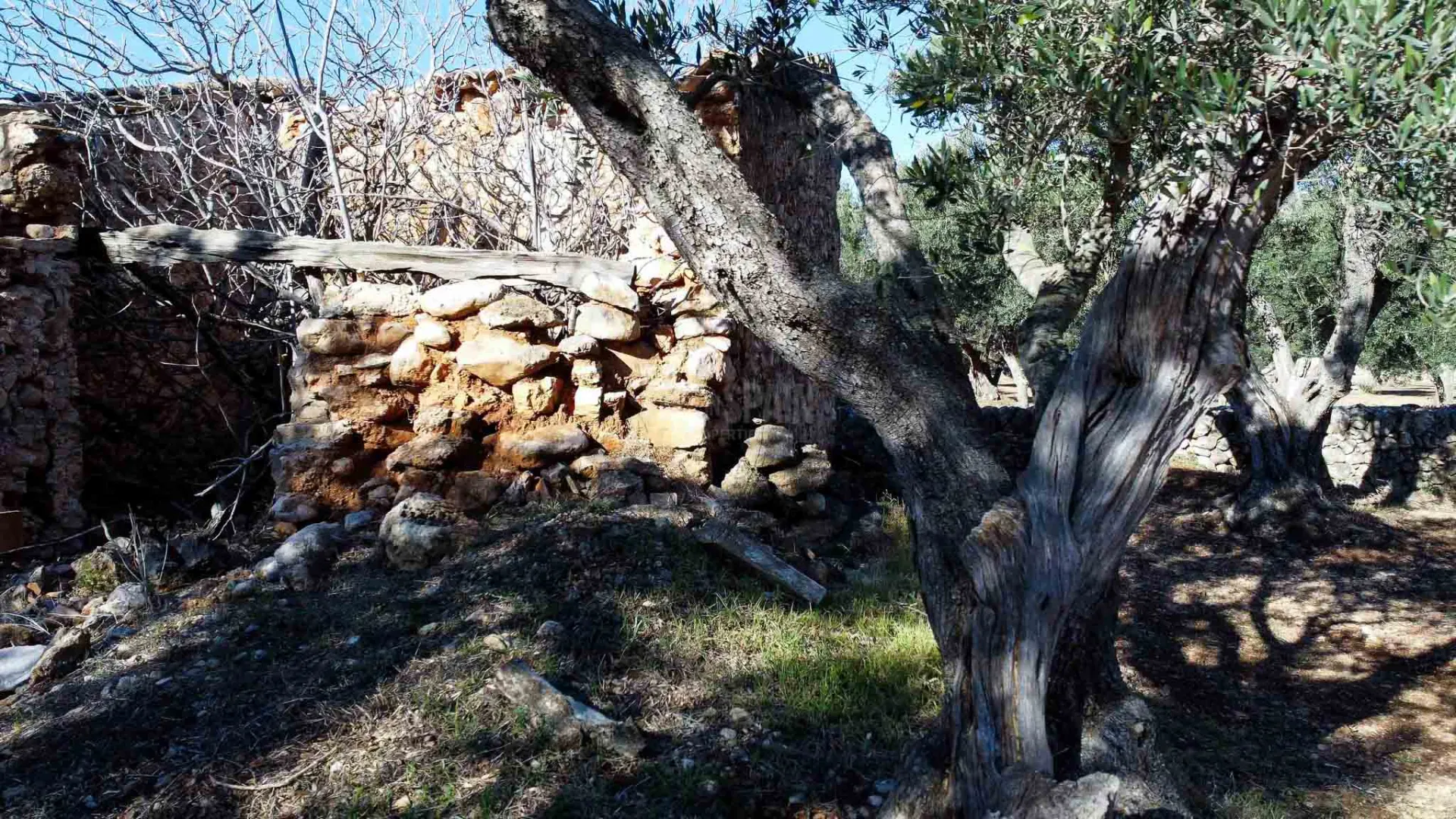 Image 11
