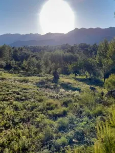 Xerta