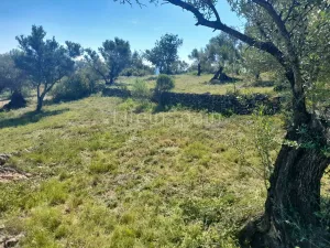 Terreno Xerta