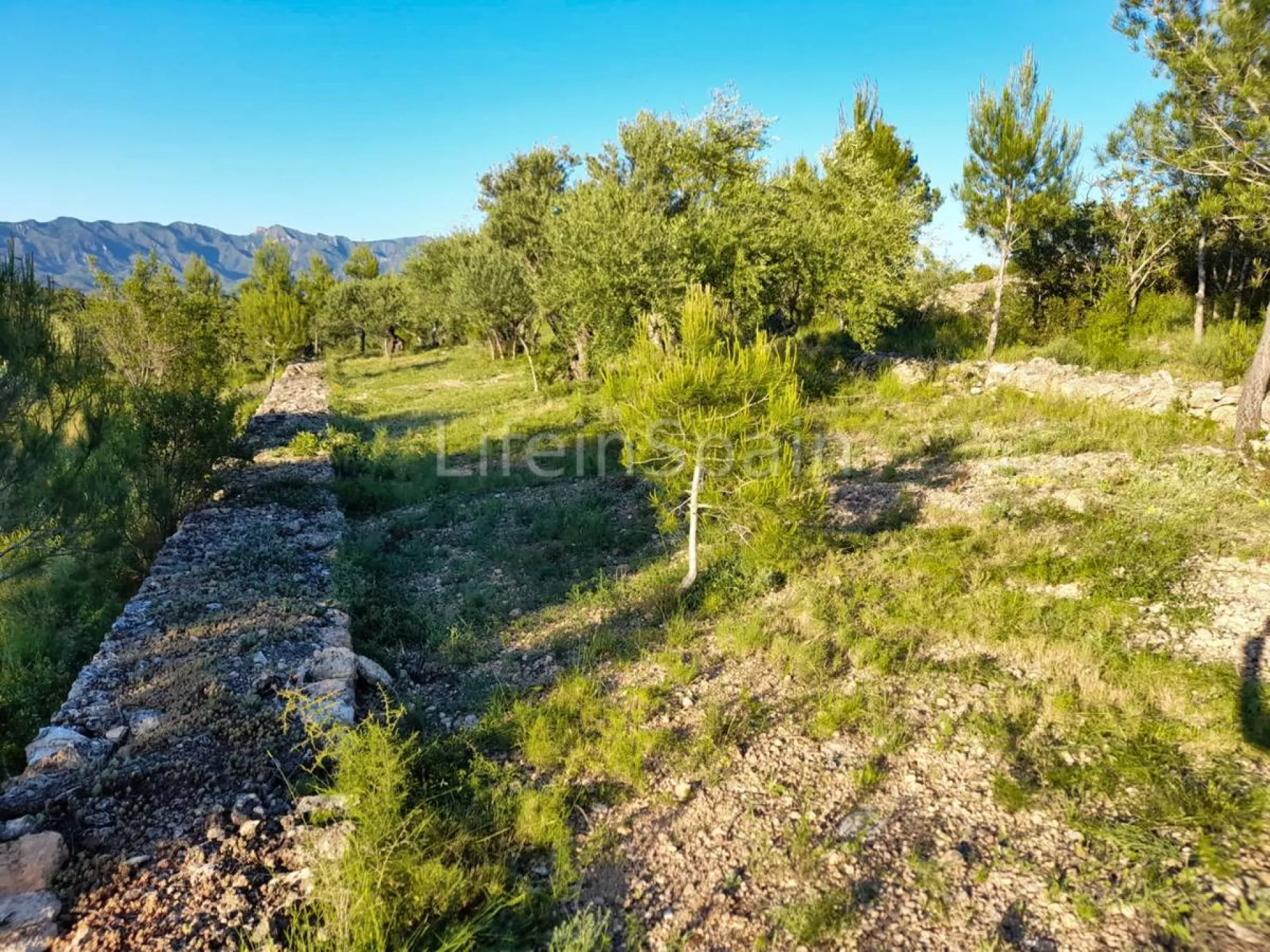 Image 11