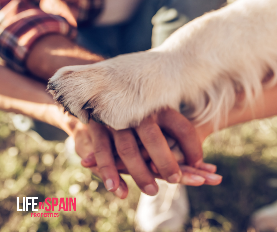 The Big Benefits of Renting an Apartment vs. Booking a Hotel Room: Embracing a Pet-Friendly Experience