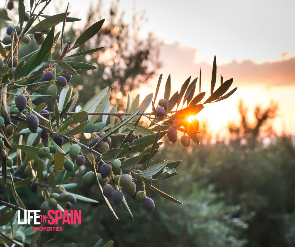 Investing in Olive Groves in Terres de l'Ebre
