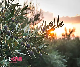 Investing in Olive Groves in Terres de l'Ebre