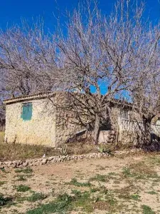 Gala
