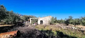 Finca Oro