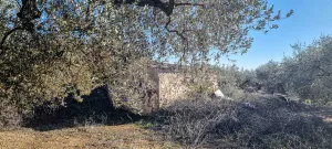 Finca Oro