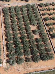 Vinyes