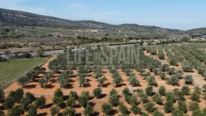 Terreno Vinyes