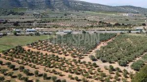 Terreno Vinyes