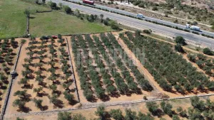 Terreno Vinyes