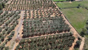 Terreno Vinyes