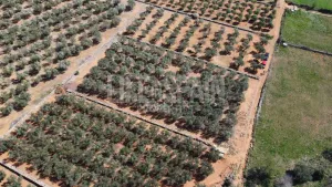Terreno Vinyes