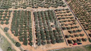 Terreno Vinyes