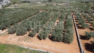 Terreno Vinyes