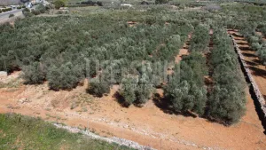 Terreno Vinyes