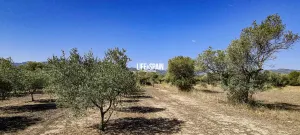 Finca Planesita