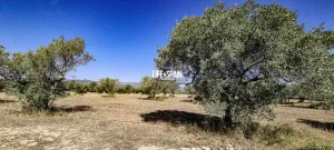 Finca Planesita