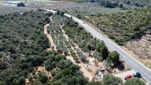 Finca Masets