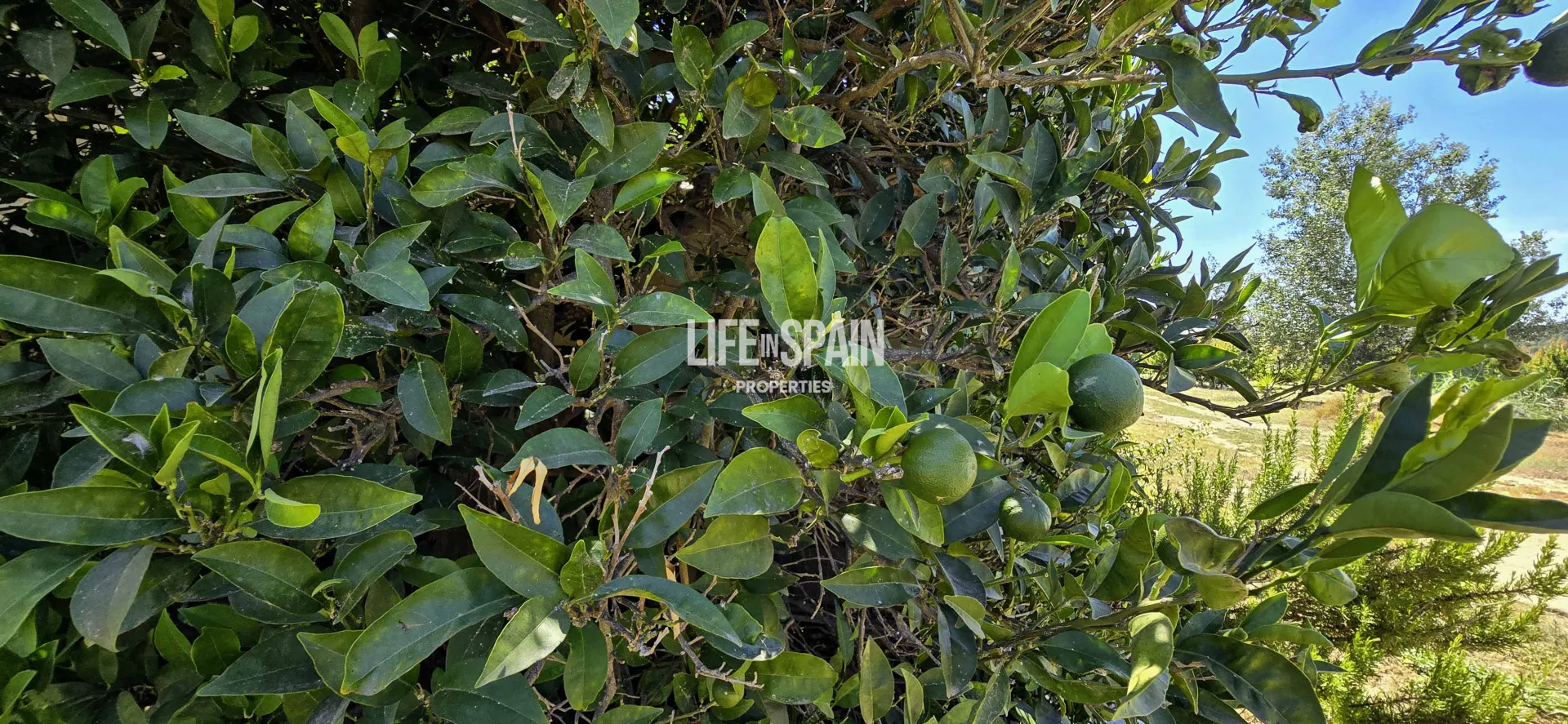 Image 18